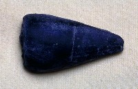 藏品(中腹足類)的圖片